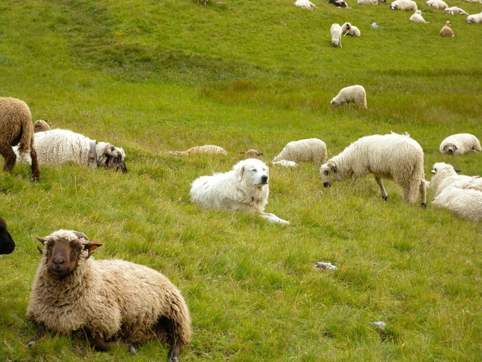 Chien_de_montagne_des_Pyrénées_au_milieu_des_moutons-CC0 Jerôme Bon