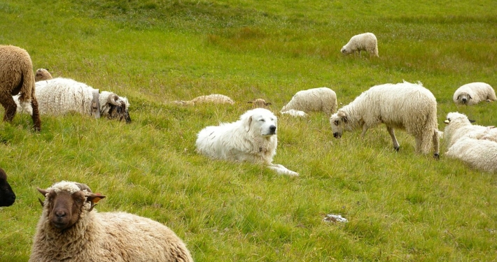Chien_de_montagne_des_Pyrénées_au_milieu_des_moutons-CC0 Jerôme Bon