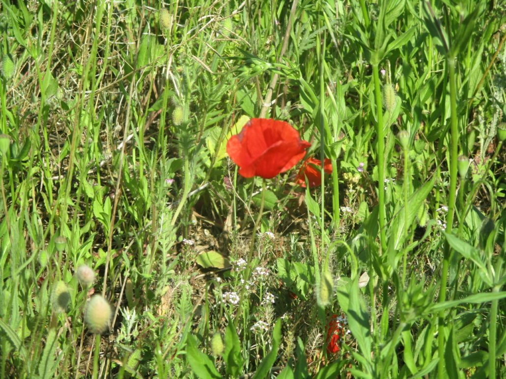 Coquelicot © Jan-Cyril Salemi Coquelicot © Jan-Cyril Salemi