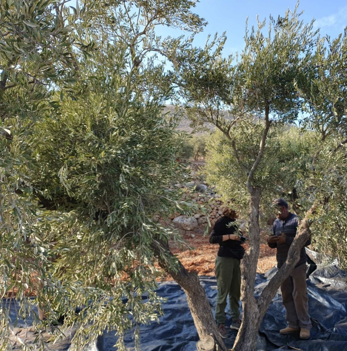 Oliviers-palestiniens–c–Sana-UAWC