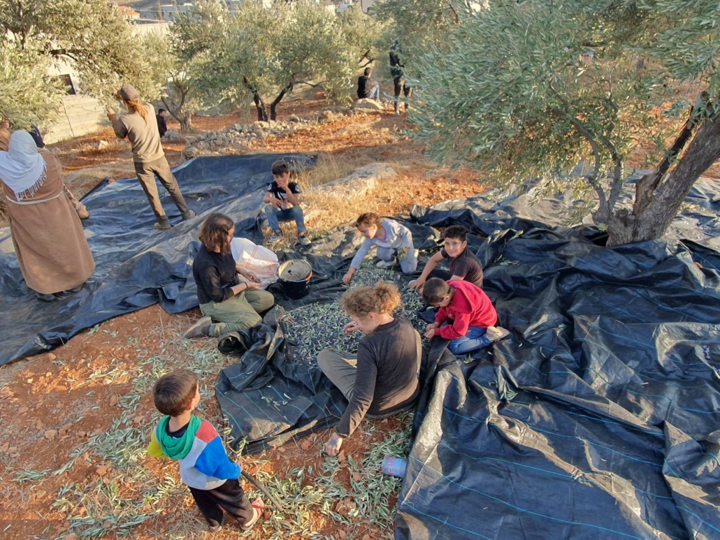 Récolte des olives en Palestine © Sana, membre de l'UAWC