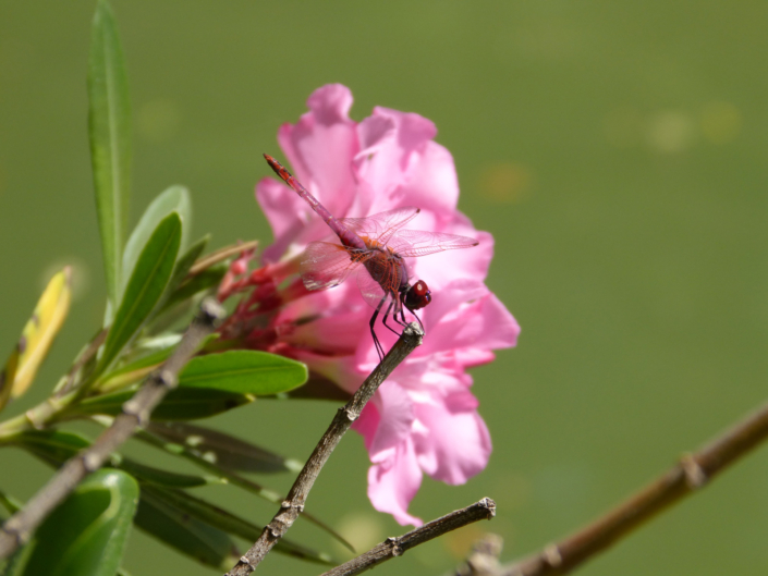 Trithemis annulata au parc Borély © Gwénaël David