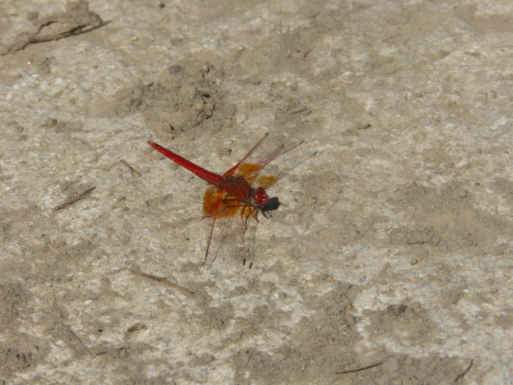 Trithemis kirbyi © Gwénaël David