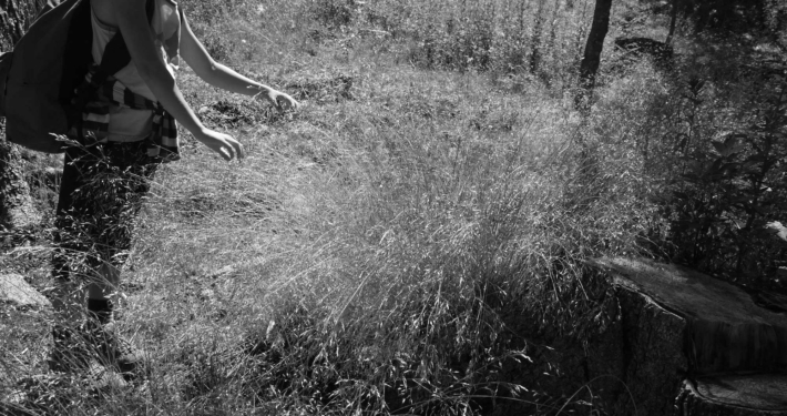été-2015-Alpes © G.C.