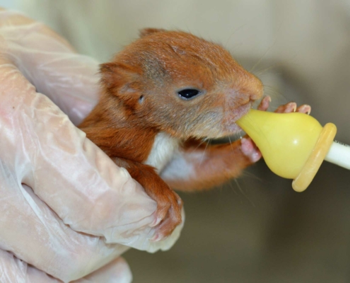 Ecureuil-roux-©-Johana-Antonelli-CRSFS