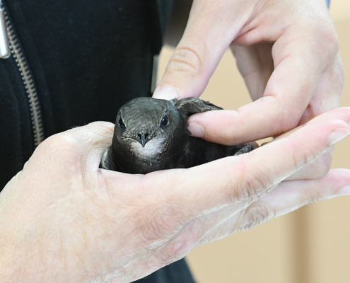 Martinets-noirs-en-soins-©-crsfs--Grégory-Delaunay-2