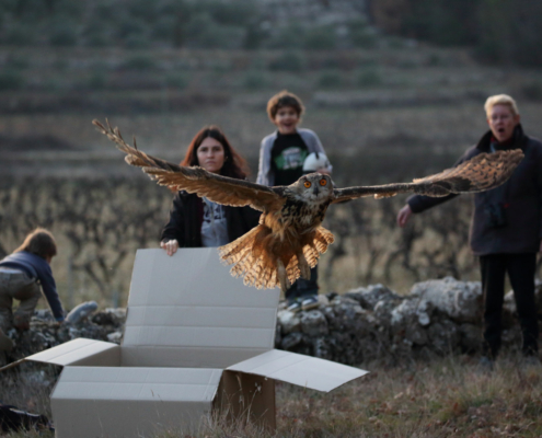 Relacher-Grand-duc-d'Europe-©-Franck-Dupraz-1