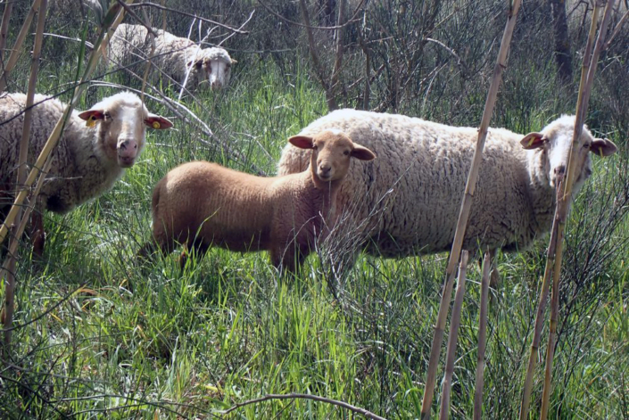 Moutons et cannes de Provence © Geneviève Chaud